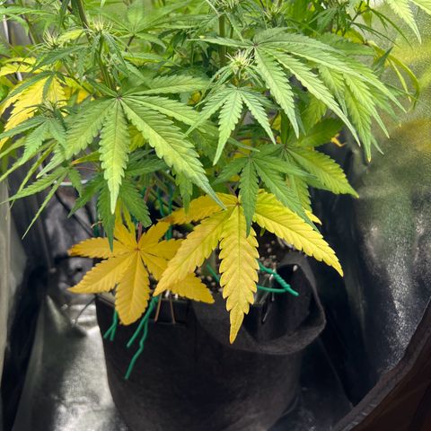 Lemonita growlog timeline photo