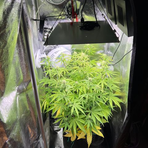 Lemonita growlog timeline photo