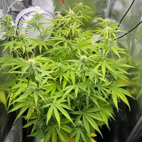 Lemonita growlog timeline photo