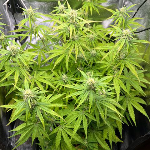 Lemonita growlog timeline photo