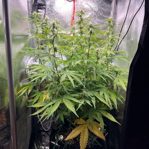 Lemonita growlog timeline photo