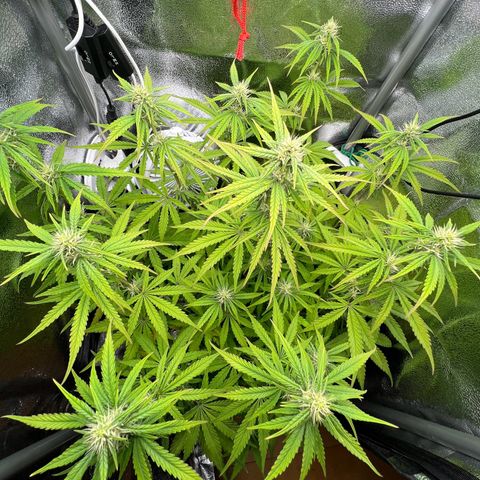 Lemonita growlog timeline photo