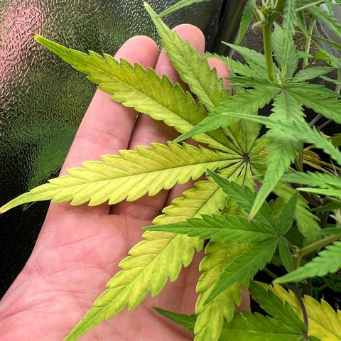 Lemonita growlog timeline photo