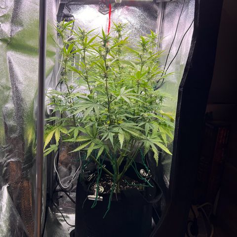 Lemonita growlog timeline photo
