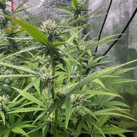 Lemonita growlog timeline photo