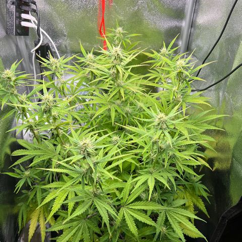 Lemonita growlog timeline photo