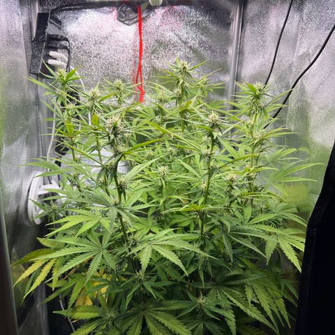 Lemonita growlog timeline photo