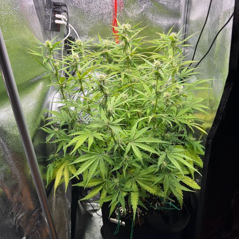 Lemonita growlog timeline photo