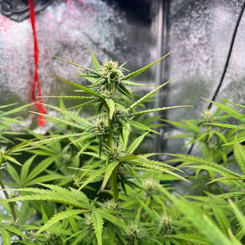 Lemonita growlog timeline photo