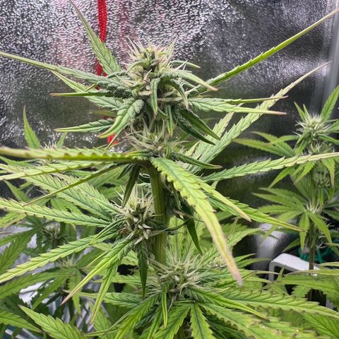 Lemonita growlog timeline photo