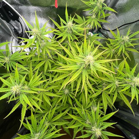 Lemonita growlog timeline photo