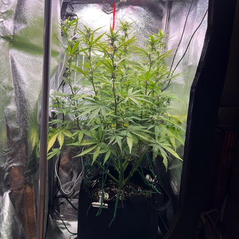 Lemonita growlog timeline photo