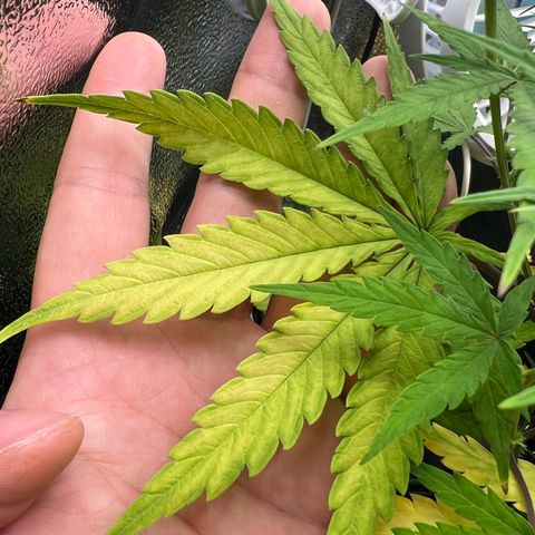 Lemonita growlog timeline photo