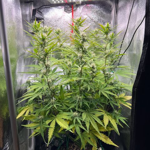 Lemonita growlog timeline photo