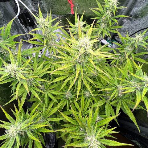 Lemonita growlog timeline photo
