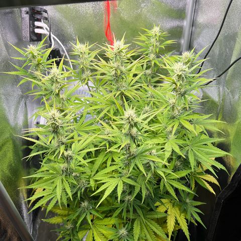 Lemonita growlog timeline photo