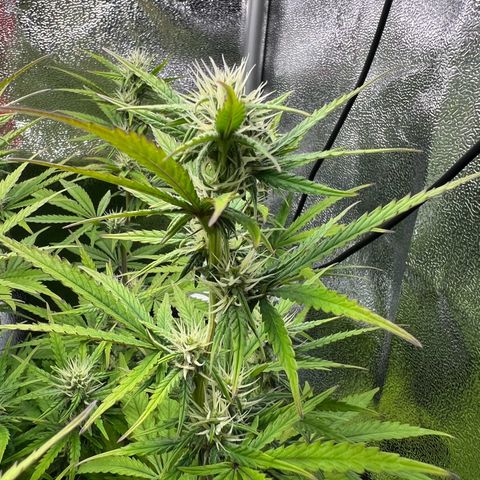 Lemonita growlog timeline photo