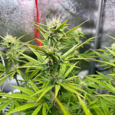Lemonita growlog timeline photo