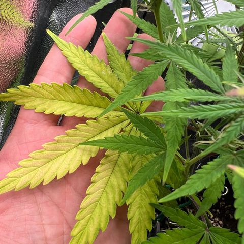 Lemonita growlog timeline photo