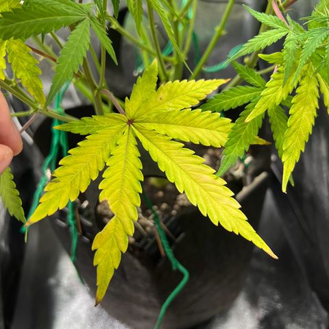 Lemonita growlog photo: After trim and lollypop again