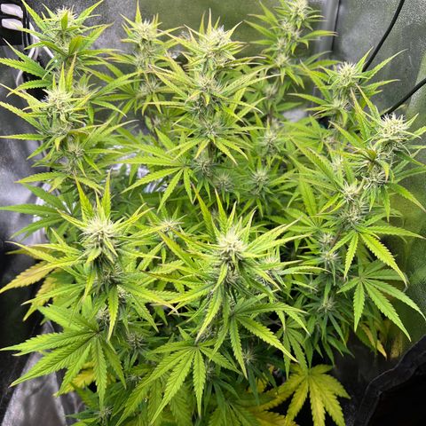 Lemonita growlog photo: After trim and lollypop again