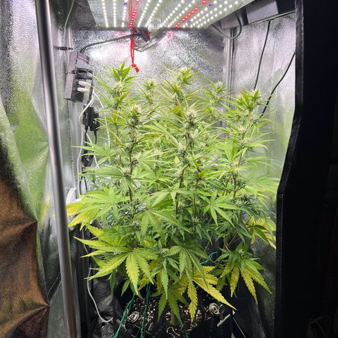 Lemonita growlog photo: After trim and lollypop again