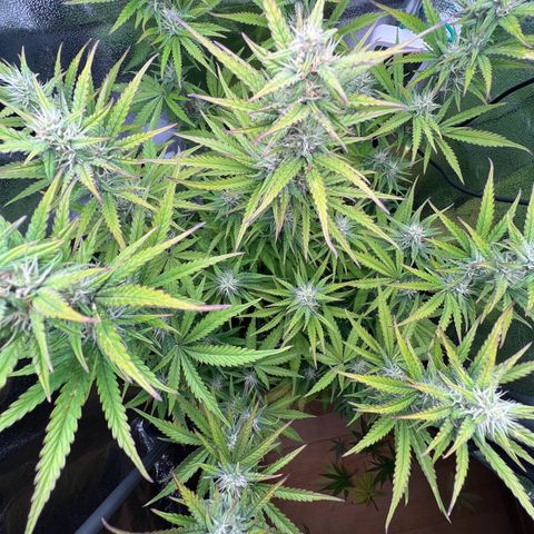 Lemonita growlog timeline photo