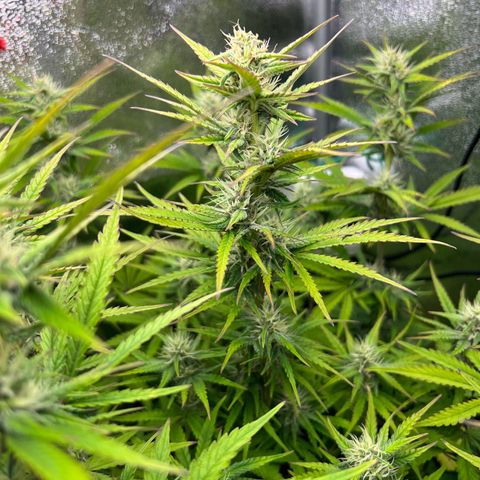 Lemonita growlog timeline photo