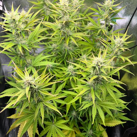 Lemonita growlog timeline photo
