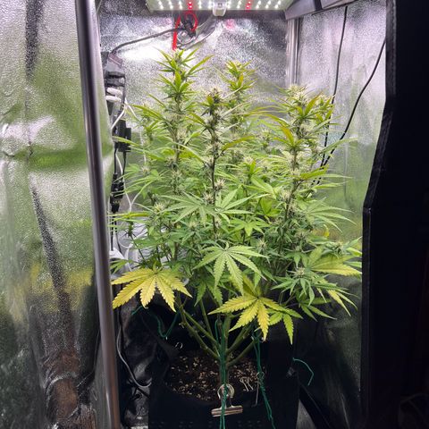Lemonita growlog timeline photo