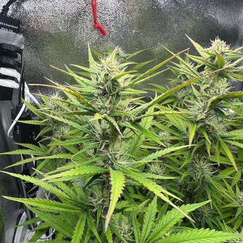 Lemonita growlog timeline photo
