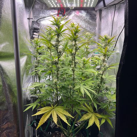 Lemonita growlog timeline photo