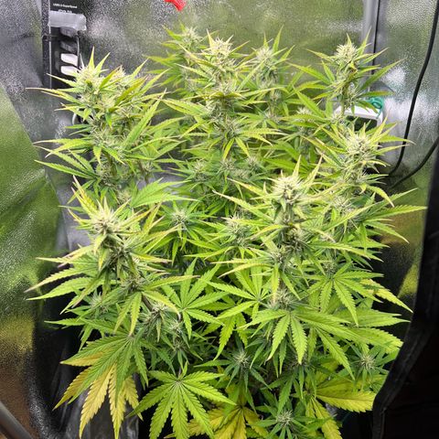 Lemonita growlog timeline photo
