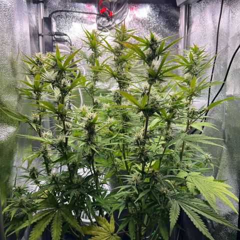 Lemonita growlog timeline photo