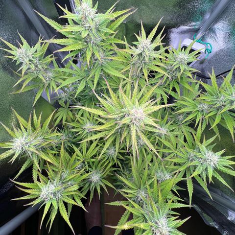 Lemonita growlog timeline photo