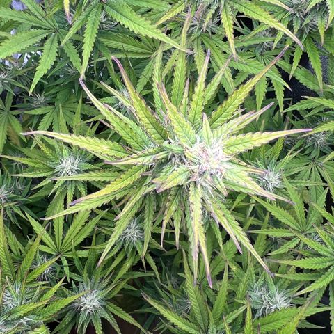 Lemonita growlog timeline photo