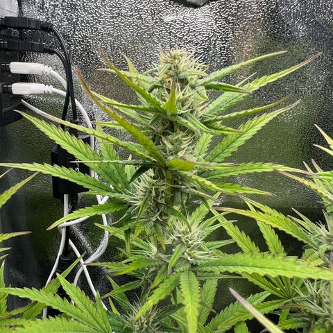 Lemonita growlog timeline photo