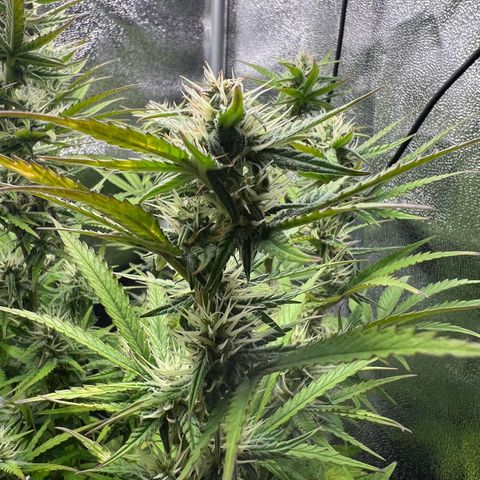 Lemonita growlog timeline photo