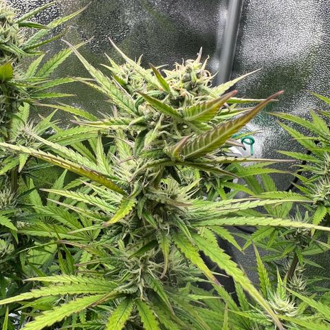 Lemonita growlog timeline photo