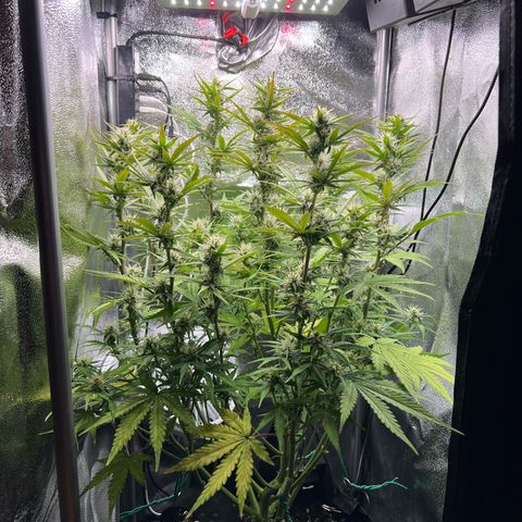 Lemonita growlog timeline photo