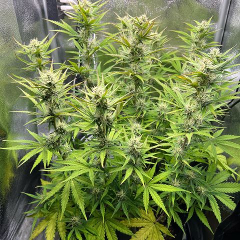 Lemonita growlog timeline photo