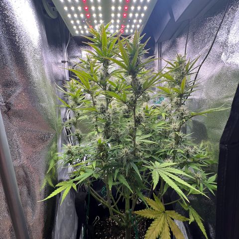 Lemonita growlog timeline photo