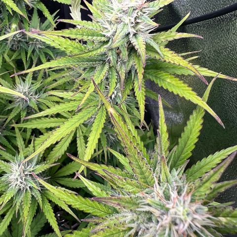 Lemonita growlog timeline photo