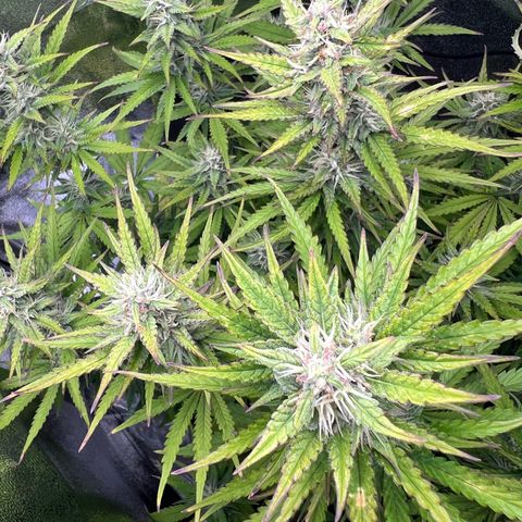 Lemonita growlog timeline photo