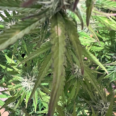 Lemonita growlog timeline photo