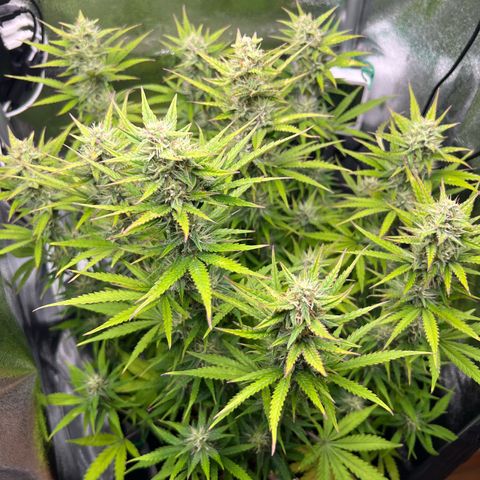 Lemonita growlog timeline photo
