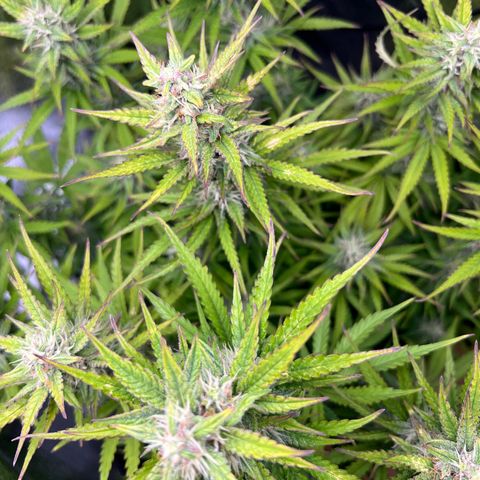 Lemonita growlog timeline photo