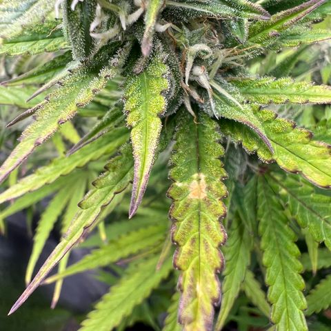 Lemonita growlog timeline photo
