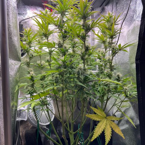 Lemonita growlog timeline photo