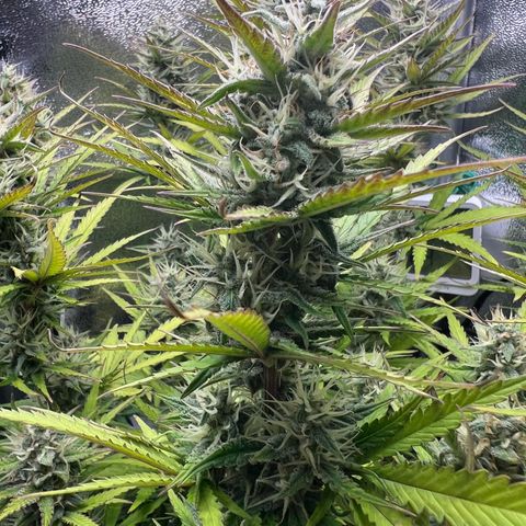 Lemonita growlog timeline photo